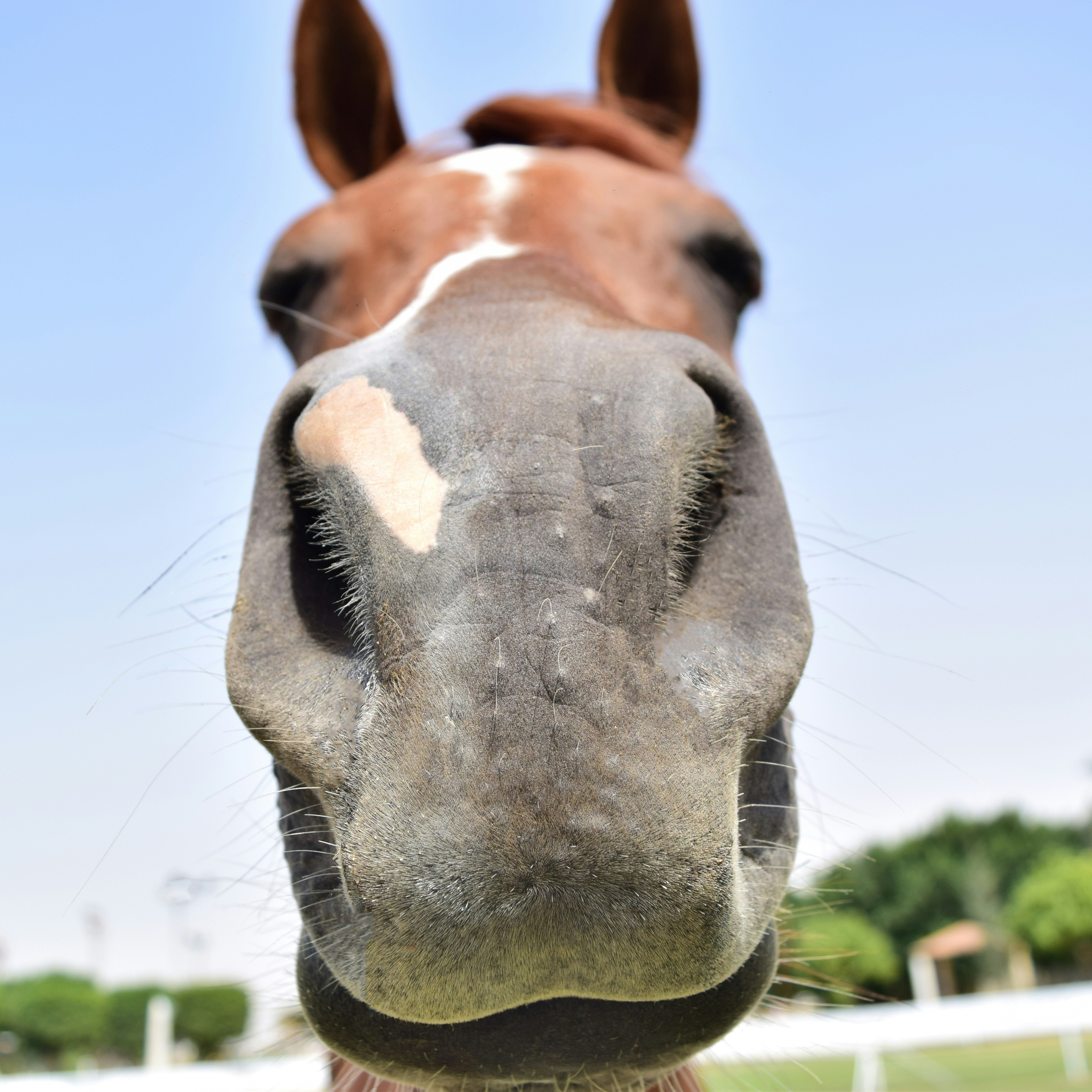 Slobber Mash Pavo vs. GrainFree Mash Pavo
